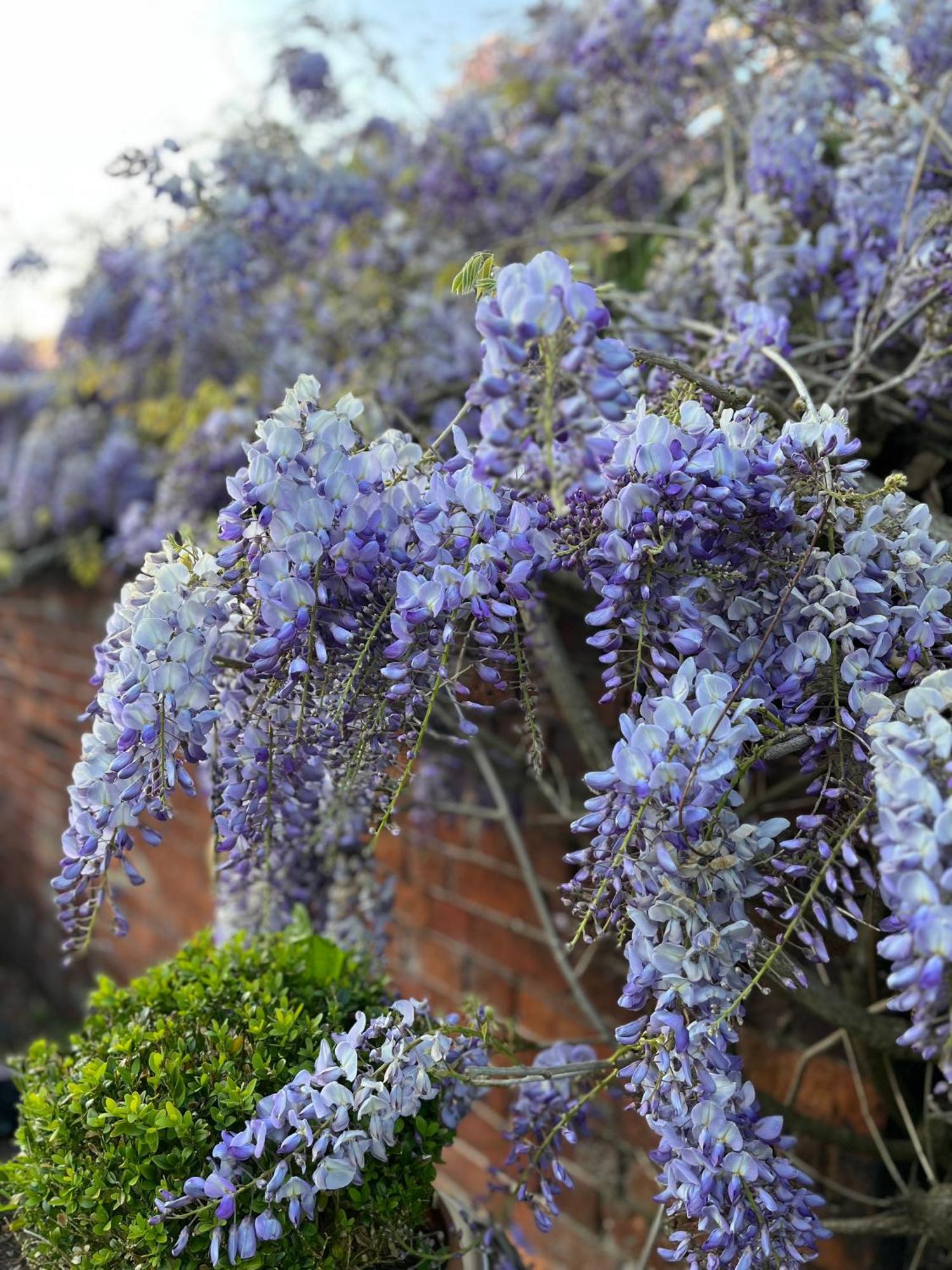 Bed and Breakfast Spenford House 1640 Listed House Idilic Location Pub Walking Distance à Loppington Extérieur photo